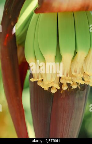 Junge Bananen wachsen aus Blumen in tropischen nordaustralischen Plantagen Stockfoto