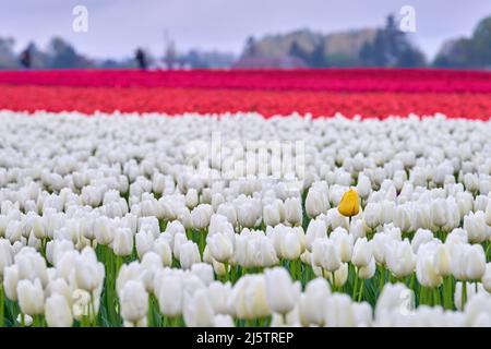 Single Yellow Tulip Mount Vernon Washington State. Eine einzelne gelbe Tulpe in einem Feld weißer Tulpen im Skagit Valley, Bundesstaat Washington. Stockfoto