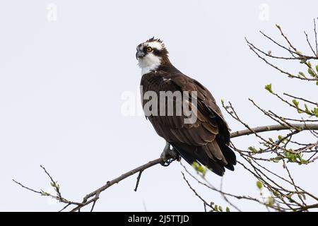 Osprey thronte auf einem Ast mit Talonen, die die Stütze packten. Die Nahaufnahme des Vogels zeigt das Federdetail. Stockfoto