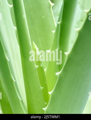 Makroaufnahme der Aloe Vera Pflanze Stockfoto