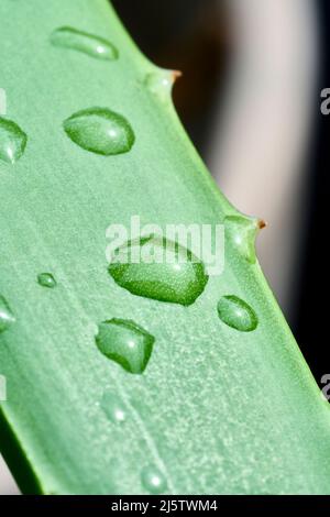 Makroaufnahme der Aloe Vera Pflanze Stockfoto