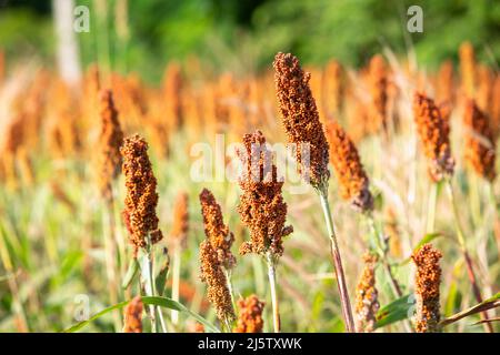 Hirse oder Sorghum eine wichtige Getreideernte in Feld, Sorghum ein weit verbreitetes Getreide heimisch zu warmen Regionen. Es ist eine wichtige Quelle für Getreide und f Stockfoto