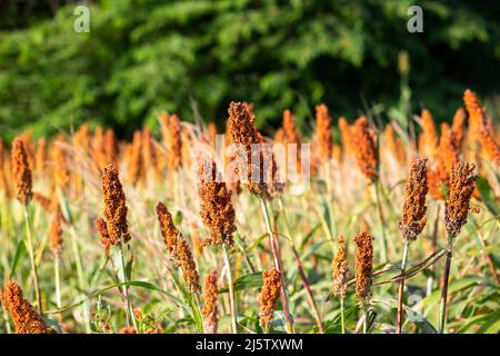 Hirse oder Sorghum eine wichtige Getreideernte in Feld, Sorghum ein weit verbreitetes Getreide heimisch zu warmen Regionen. Es ist eine wichtige Quelle für Getreide und f Stockfoto