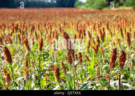 Hirse oder Sorghum eine wichtige Getreideernte in Feld, Sorghum ein weit verbreitetes Getreide heimisch zu warmen Regionen. Es ist eine wichtige Quelle für Getreide und f Stockfoto