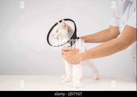 Der Tierarzt legte nach der Operation einen Plastikkegelkragen auf die Katze. Stockfoto