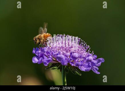 Eine Honigbiene flattert ihren Flügel, während sie sich nach der Bestäubung einer Lavendel-Blauen Nadelkissenblume zum Ausziehen bereit macht. Stockfoto