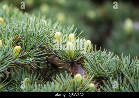 Zweig einer Atlas-Zeder mit Nadeln und Zapfen. Cedar Atlas Lat. Cedrus atlantica - großer immergrüner Zedernbaum. Ein weiterer wissenschaftlicher Name ist Cedrus lib Stockfoto