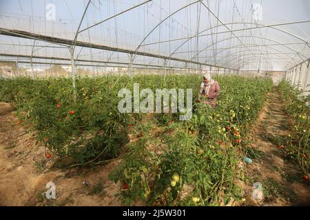 Gaza, Palästina. 25. April 2022. Eine palästinensische Farmerin erntet Tomaten in einem Gewächshaus in Khan Yunis im südlichen Gazastreifen. Kredit: SOPA Images Limited/Alamy Live Nachrichten Stockfoto