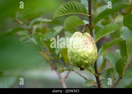 Grüne Guava-Früchte hängen am Baum in der Landwirtschaft. Konzept der Reife oder Ernte. Stockfoto