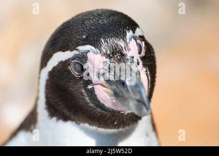 Niedliche Pinguine Gesicht aus nächster Nähe Stockfoto