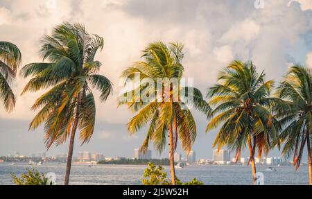 Palms Blick tropisch in Miami usa florida Stockfoto