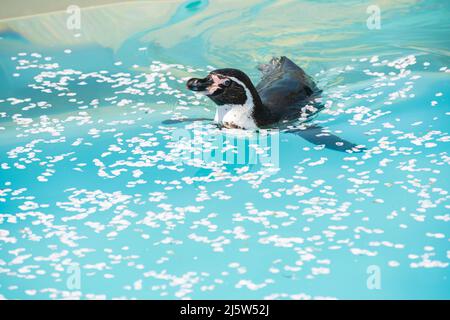 Pinguine schwimmen in einem Pool mit Kirschblütenblättern Stockfoto