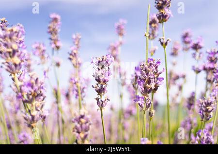 Blühender Lavendel auf dem Feld. Sommer und Himmel. Helle Sonne und Aromen der Wiese. Vorderansicht. Stockfoto
