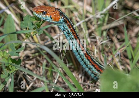 Die gefährdete Strumpfnatter-Schlange von San Francisco (Thamnophis sirtalis tetrataenia) ist die schönste Schlange Nordamerikas. Stockfoto