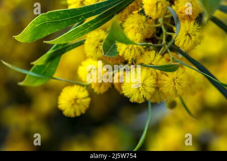 Gelbe Blüten eines blühenden Cootamundra-Wattle Acacia baileyana-Baumes in der Nähe auf einem verschwommenen Hintergrund Stockfoto