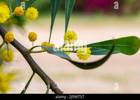 Gelbe Blüten eines blühenden Cootamundra-Wattle Acacia baileyana-Baumes in der Nähe auf einem verschwommenen Hintergrund Stockfoto