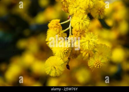 Gelbe Blüten eines blühenden Cootamundra-Wattle Acacia baileyana-Baumes in der Nähe auf einem verschwommenen Hintergrund Stockfoto