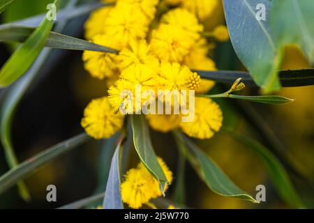 Gelbe Blüten eines blühenden Cootamundra-Wattle Acacia baileyana-Baumes in der Nähe auf einem verschwommenen Hintergrund Stockfoto