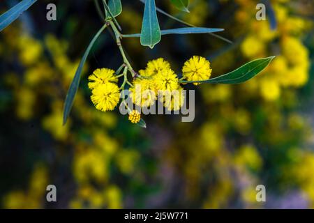 Gelbe Blüten eines blühenden Cootamundra-Wattle Acacia baileyana-Baumes in der Nähe auf einem verschwommenen Hintergrund Stockfoto