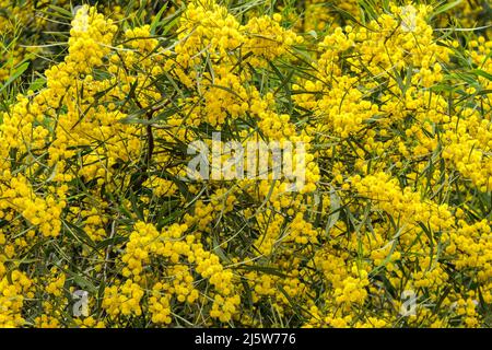 Gelbe Blüten eines blühenden Cootamundra-Wattle Acacia baileyana-Baumes in der Nähe auf einem verschwommenen Hintergrund Stockfoto