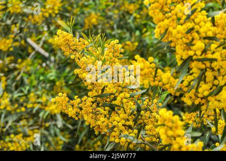 Gelbe Blüten eines blühenden Cootamundra-Wattle Acacia baileyana-Baumes in der Nähe auf einem verschwommenen Hintergrund Stockfoto