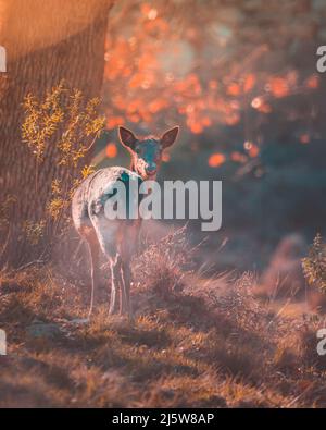 Damhirsch (Dama dama) blickt auf die Waldlichtung Stockfoto