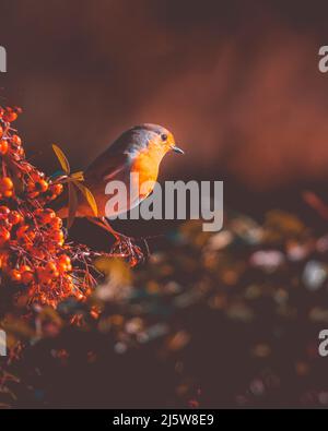 Der Europäische Robin (Erithacus rubecula) sitzt auf dem Zweig. Nahaufnahme mit flachem Freiheitsgrad. Stockfoto