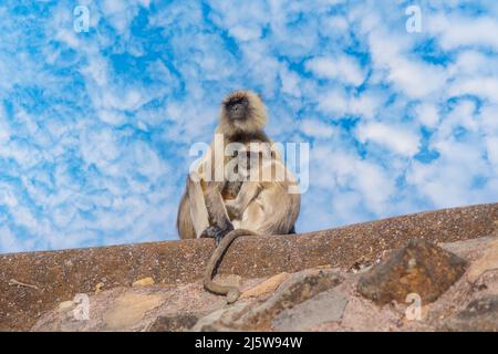 Langur-Affenfamilie in der Stadt Mandu, Indien. Nahaufnahme Stockfoto