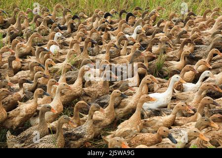 Sunamganj, Bangladesch. 20. April 2022. Eine Herde Enten in Tanguar Haor, Sunamganj. Die Entenzucht wird bei den Bauern in Teilen Bangladeschs, einschließlich des Sunamganj-Bezirks, eines von Feuchtgebieten übersäten nordöstlichen Bezirks, immer beliebter. (Foto von MD Manik/SOPA Images/Sipa USA) Quelle: SIPA USA/Alamy Live News Stockfoto