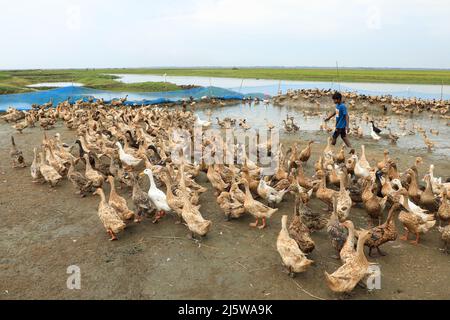 Sunamganj, Bangladesch. 20. April 2022. Ein Landwirt füttert Enten in Tanguar Haor. Die Entenzucht wird bei den Bauern in Teilen Bangladeschs, einschließlich des Sunamganj-Bezirks, eines von Feuchtgebieten übersäten nordöstlichen Bezirks, immer beliebter. (Foto von MD Manik/SOPA Images/Sipa USA) Quelle: SIPA USA/Alamy Live News Stockfoto