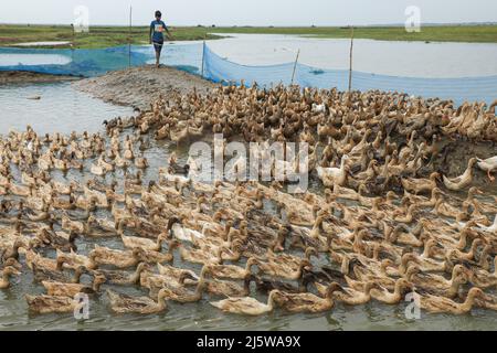 Sunamganj, Bangladesch. 20. April 2022. Ein Landwirt füttert Enten in Tanguar Haor. Die Entenzucht wird bei den Bauern in Teilen Bangladeschs, einschließlich des Sunamganj-Bezirks, eines von Feuchtgebieten übersäten nordöstlichen Bezirks, immer beliebter. (Foto von MD Manik/SOPA Images/Sipa USA) Quelle: SIPA USA/Alamy Live News Stockfoto