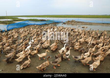 Sunamganj, Bangladesch. 20. April 2022. Eine Herde Enten in Tanguar Haor, Sunamganj. Die Entenzucht wird bei den Bauern in Teilen Bangladeschs, einschließlich des Sunamganj-Bezirks, eines von Feuchtgebieten übersäten nordöstlichen Bezirks, immer beliebter. (Foto von MD Manik/SOPA Images/Sipa USA) Quelle: SIPA USA/Alamy Live News Stockfoto