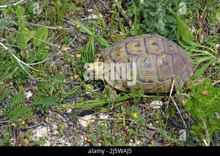 Spornschildkröte, Testudo graeca in freier Wildbahn Stockfoto