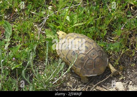 Spornschildkröte, Testudo graeca in freier Wildbahn Stockfoto