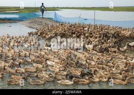 Sunamganj, Bangladesch. 20. April 2022. Ein Landwirt füttert Enten in Tanguar Haor. Die Entenzucht wird bei den Bauern in Teilen Bangladeschs, einschließlich des Sunamganj-Bezirks, eines von Feuchtgebieten übersäten nordöstlichen Bezirks, immer beliebter. (Bild: © MD Manik/SOPA Images via ZUMA Press Wire) Stockfoto