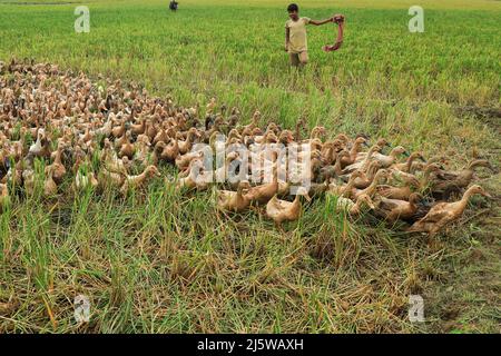Sunamganj, Bangladesch. 20. April 2022. Ein Landwirt füttert Enten in Tanguar Haor. Die Entenzucht wird bei den Bauern in Teilen Bangladeschs, einschließlich des Sunamganj-Bezirks, eines von Feuchtgebieten übersäten nordöstlichen Bezirks, immer beliebter. (Bild: © MD Manik/SOPA Images via ZUMA Press Wire) Stockfoto