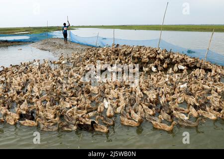 Sunamganj, Bangladesch. 20. April 2022. Ein Landwirt füttert Enten in Tanguar Haor. Die Entenzucht wird bei den Bauern in Teilen Bangladeschs, einschließlich des Sunamganj-Bezirks, eines von Feuchtgebieten übersäten nordöstlichen Bezirks, immer beliebter. (Bild: © MD Manik/SOPA Images via ZUMA Press Wire) Stockfoto