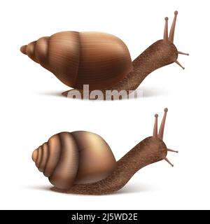 Vector 3D realistische zwei schleichende burgundische oder römische Schnecken. Gastropoden isoliert auf weißem Hintergrund. Französische Küche Delikatessen, essbare und Landwirtschaft EU Stock Vektor