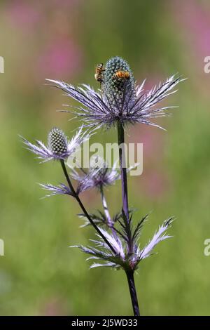 Sea Holly - Eryngium - Blumen mit Bienen bunt Stockfoto