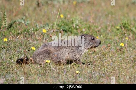 Junges Murmeltier auf einer grünen Wiese mit Blumen Stockfoto