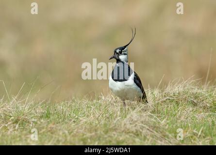 Kiebitz, Wissenschaftlicher Name: Vanellus Vanellus, auch bekannt als der Peewit. Erwachsener nördlicher Kiebitz im Frühling. Stand in natürlichem Moorgebiet, fac Stockfoto