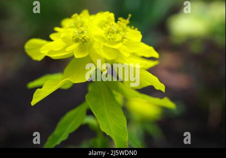 Gelbe Blüten einer Polychroma- oder Spurgen-Pflanze im Frühling. Der Hintergrund ist unscharf Stockfoto