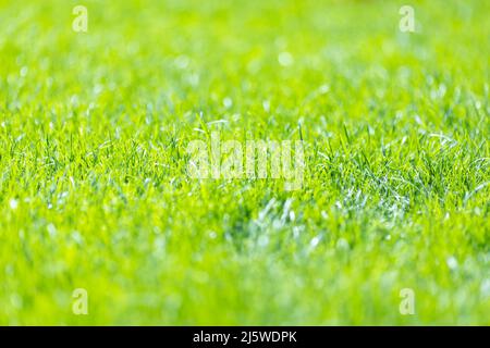 Frühling grünes Gras Hintergrund. Geringe Schärfentiefe Stockfoto