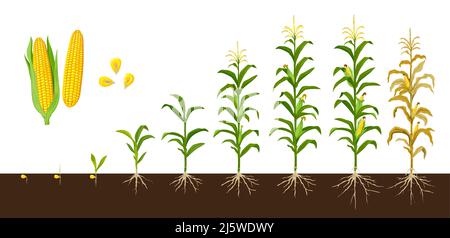 Maismais Wachstumsstadien, Vektorpflanzen der Landwirtschaft und Bauernhof mit Maisgemüsekolben und Kerne. Keimling, Stiel und Blätter wachsen, Kohlenentwicklung, Getreidefüllung, Maisernte Stock Vektor