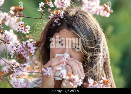 Ängstlich junge Frau, die vor blühendem Baum mit Serviette die Nase wischend. Frühjahrsallergie-Angriffskonzept Stockfoto