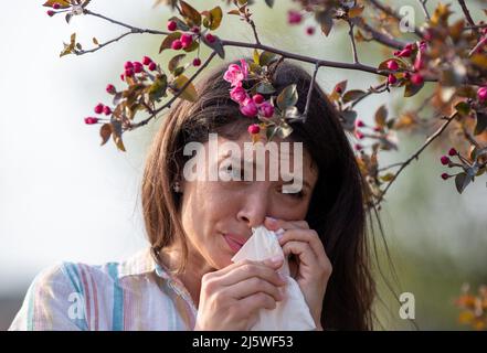 Ängstlich junge Frau, die vor blühendem Baum mit Serviette die Nase wischend. Frühjahrsallergie-Angriffskonzept Stockfoto