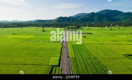 Luftaufnahme der Straße in der Mitte der Reisfelder am Morgen, Landwirtschaft Landschaft. Luftaufnahmen. Stockfoto