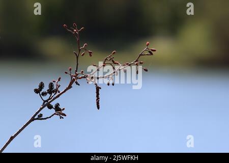 Ansicht des Astes einer Erle mit schwarzen Zapfen vor blauem und grünem verschwommenem Hintergrund, Kopierraum Stockfoto