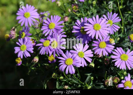 Nahaufnahme von sonnendurchfluteten blauen Brachysom-Blumen mit Blick von oben Stockfoto