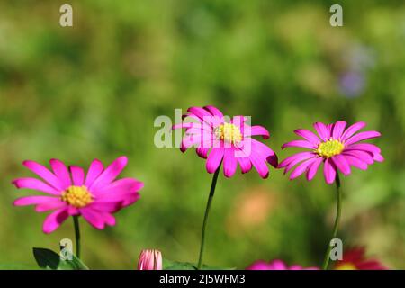 Nahaufnahme von drei zarten rosa Brachysom-Multifidien-Blüten vor einem natürlichen, unscharfen Hintergrund, selektivem Fokus, Kopierbereich Stockfoto